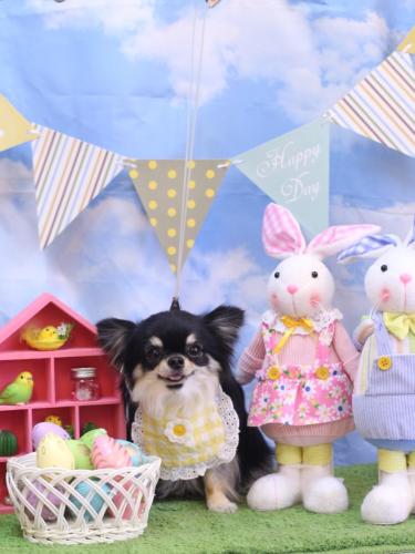 20240309プリンちゃん